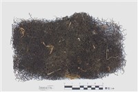 藏品(尼泊爾耳葉蘚)的圖片